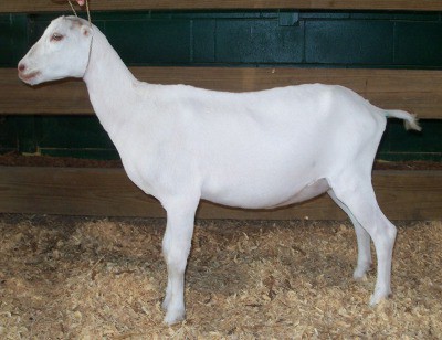 LaMancha goat