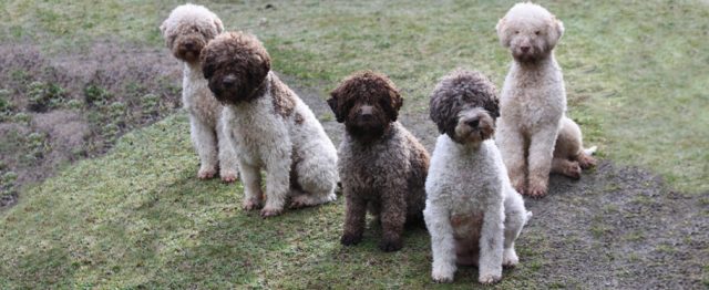 Lagotto Romagnolo