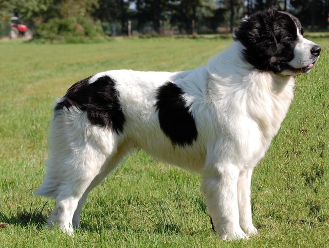 Landseer dog