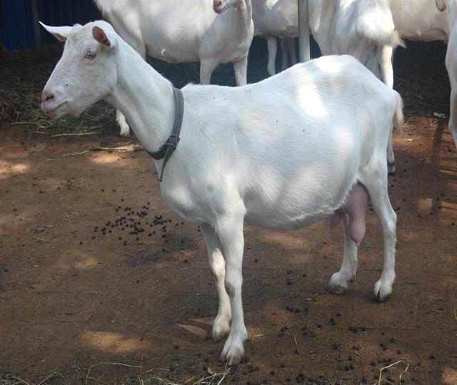 Laoshan goat