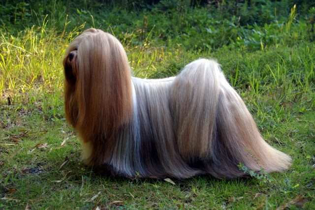 tibetan apso