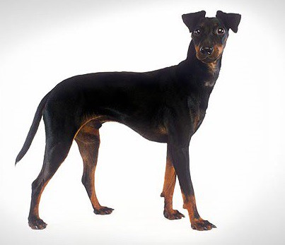 Manchester Terrier (Standard)