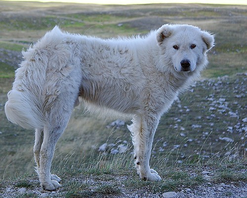 Maremma Sheepdog