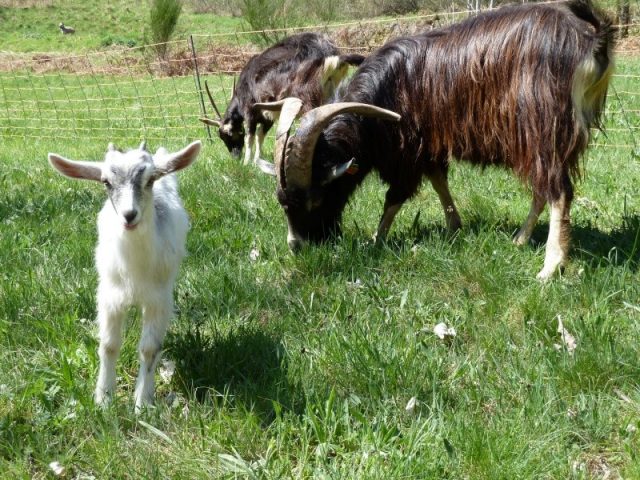 Massif Central goat