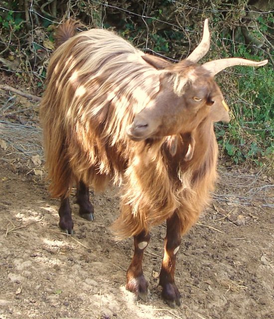 Messinese goat