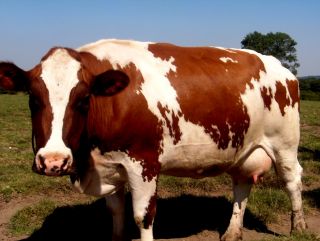 Meuse-Rhine-Yssel Cattle