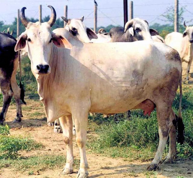Mewati cattle