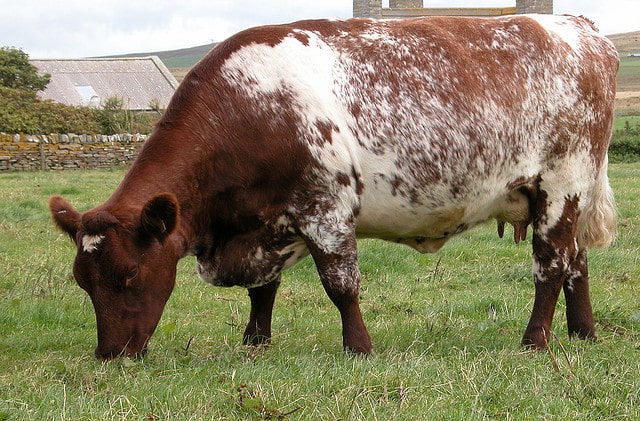 Milking Shorthorn cattle