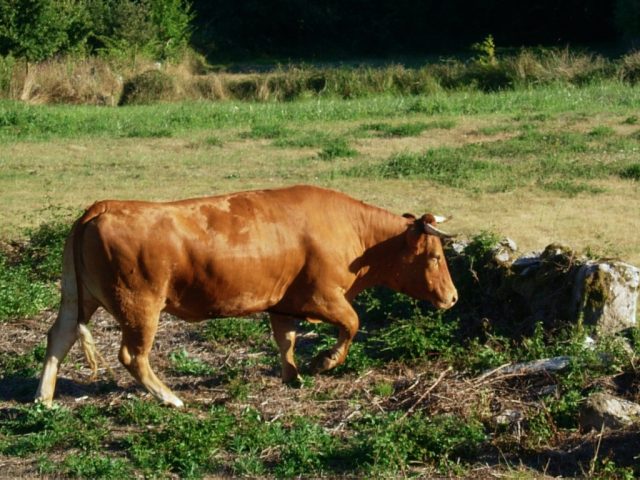 Minhota cattle