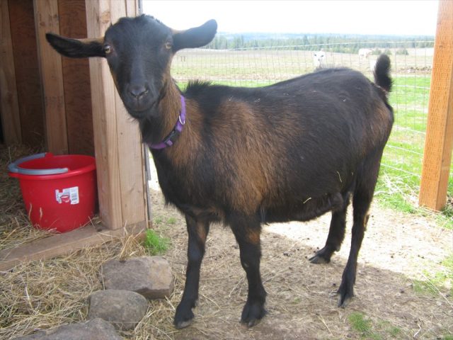 Mini Oberhasli goat
