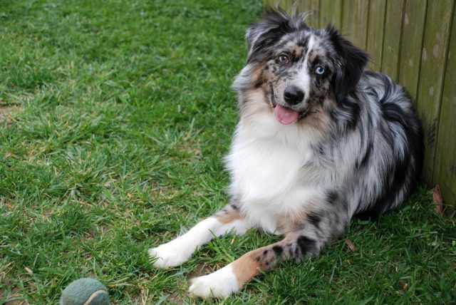 Miniature Australian Shepherd