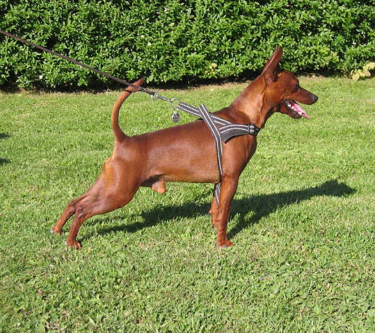 Miniature Pinscher