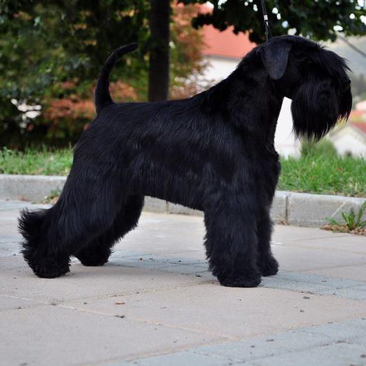 Miniature Schnauzer