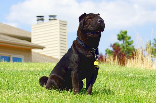 Miniature Shar-Pei