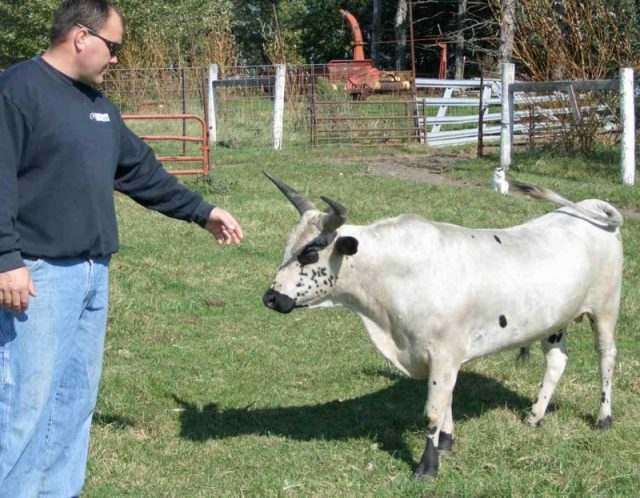 Miniature cattle