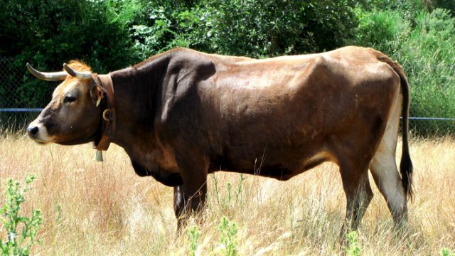 Mirandesa cattle