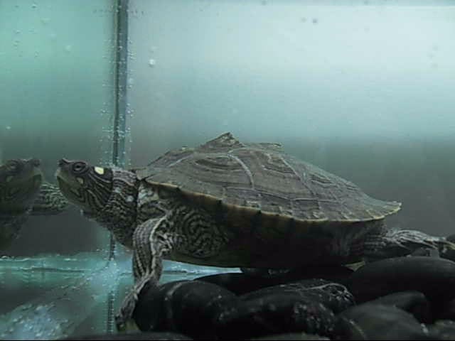 Mississippi Map Turtle