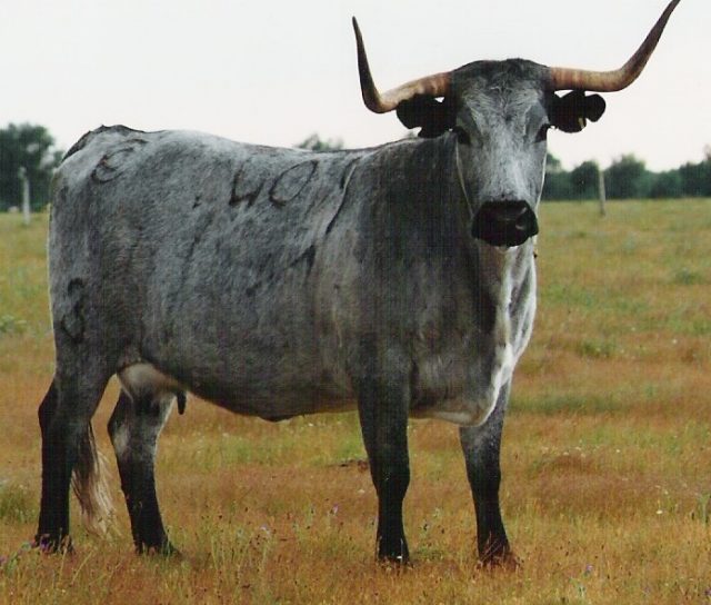 Morucha cattle