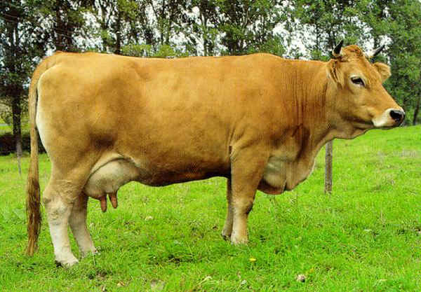 Murboden cattle