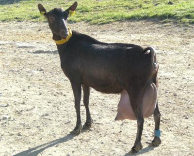 Murciana goat