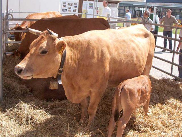 Murnau-Werdenfels cattle