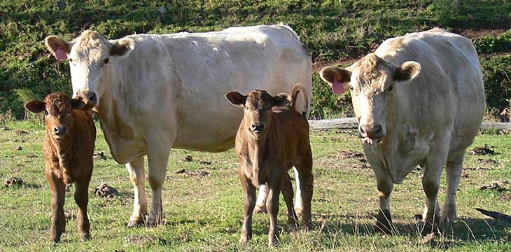 Murray Grey cattle