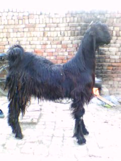 Nachi goat