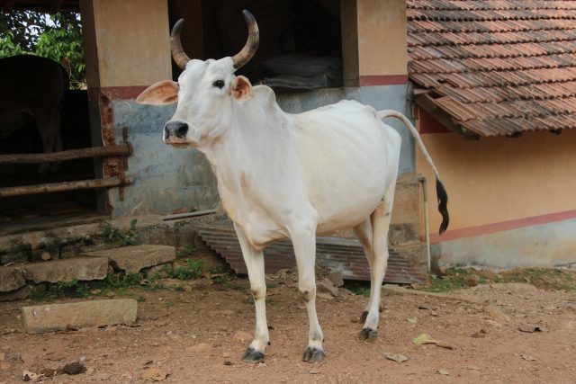 Nagori cattle