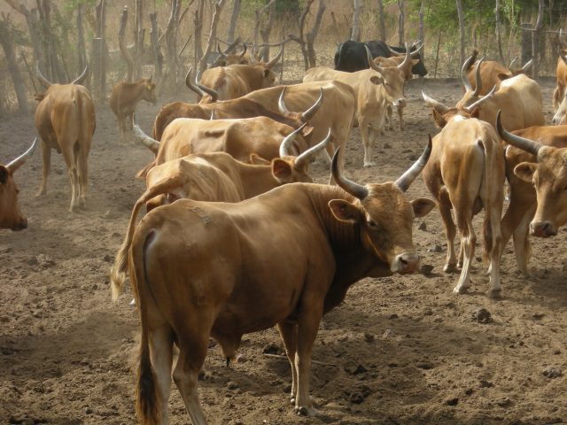 N’dama cattle