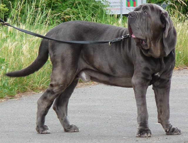 Neapolitan Mastiff