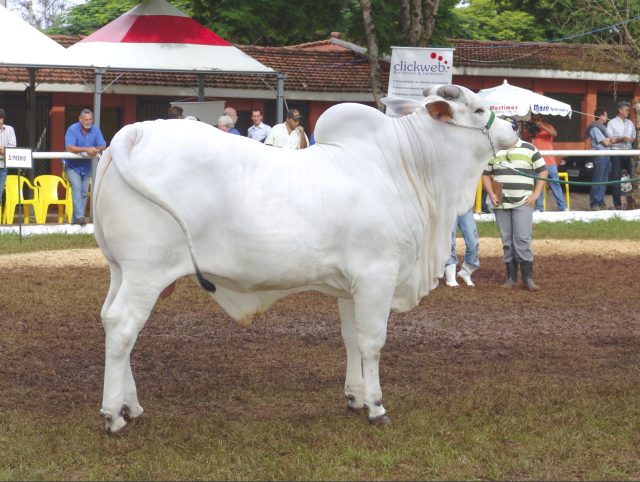 Nelore cattle