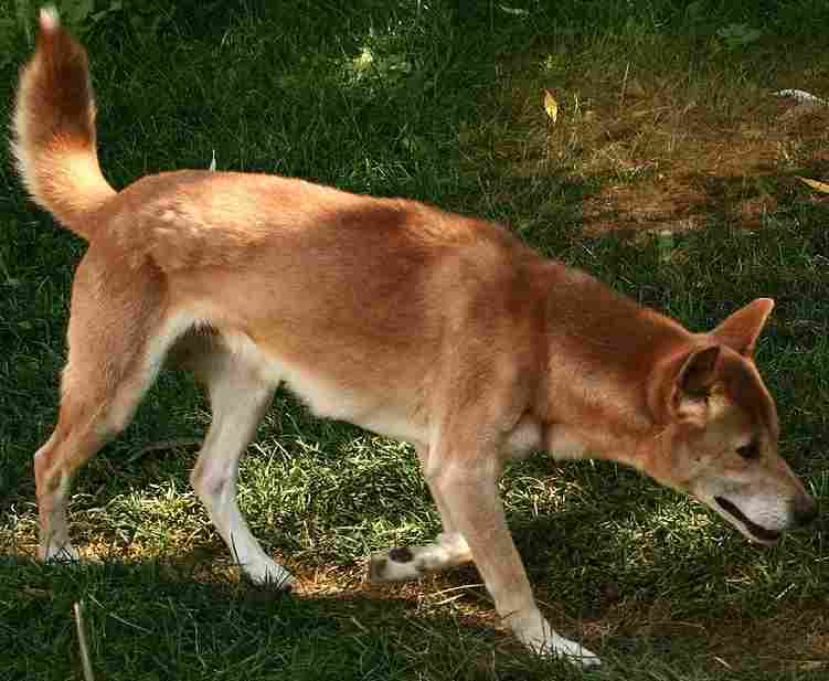 New Guinea Singing Dog