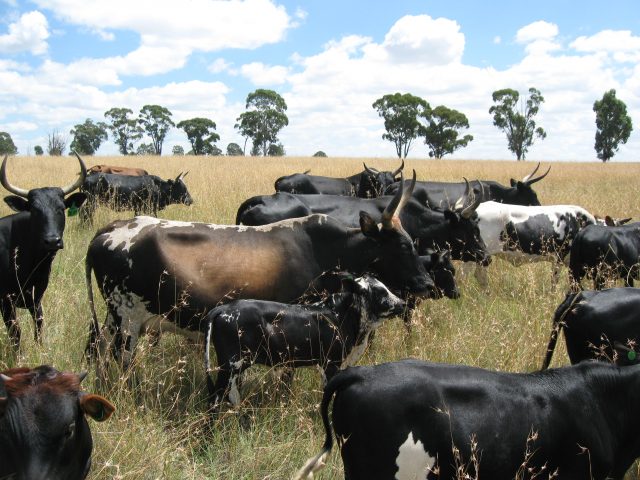 Nguni cattle