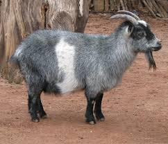Nigerian Dwarf goats