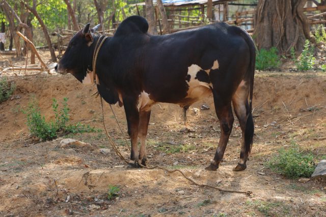 Nimari cattle