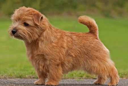 Norfolk Terrier