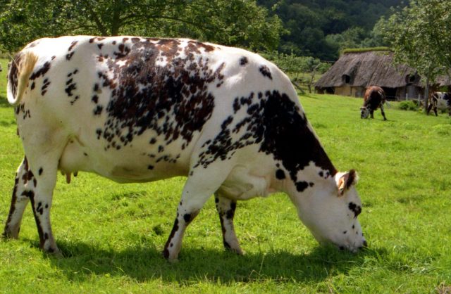 Normande cattle