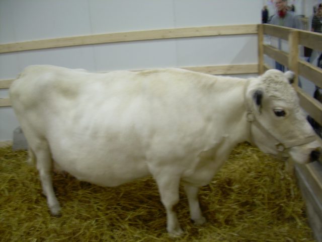 Northern Finncattle