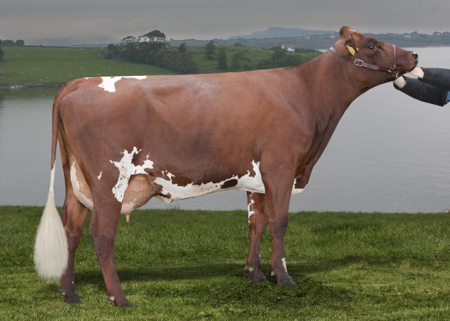 Norwegian Red cattle