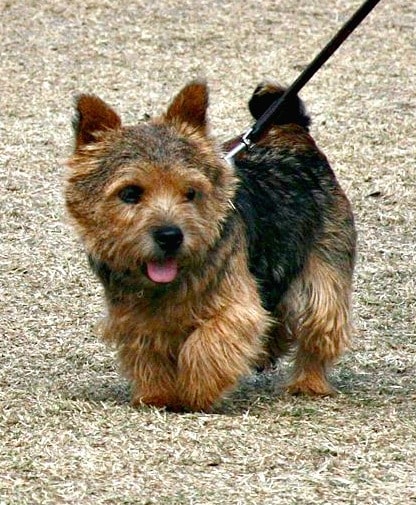 Norwich Terrier