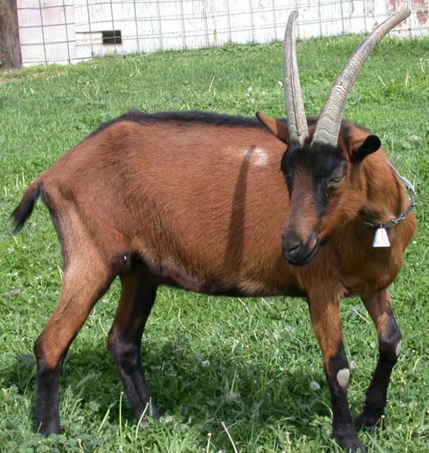 Oberhasli goat