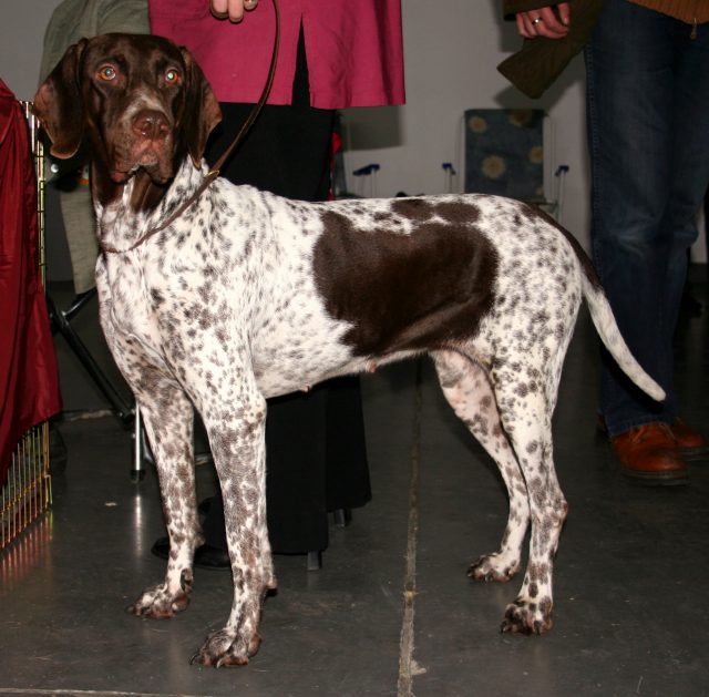 Old Danish Pointer