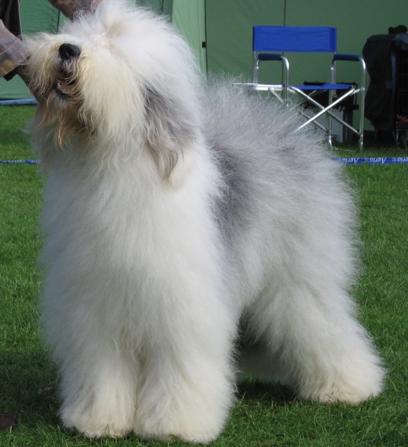 Old English Sheepdog