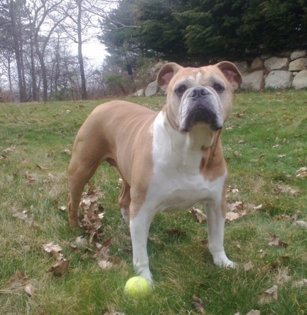 Olde English Bulldogge