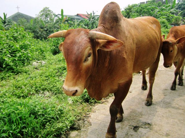 Ongole cattle