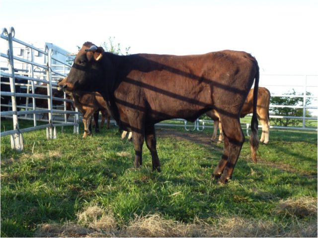 Pajuna cattle