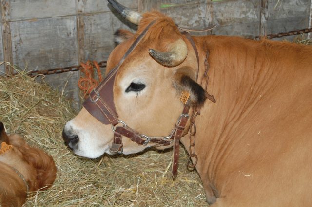 Parthenais cattle