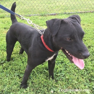 Patterdale Terrier