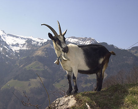 Peacock goat