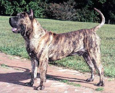 Perro de Presa Canario